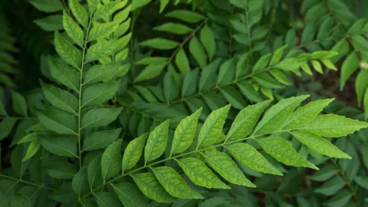 : नीम की पत्तियों के 5 फायदे त्वचा के लिए 