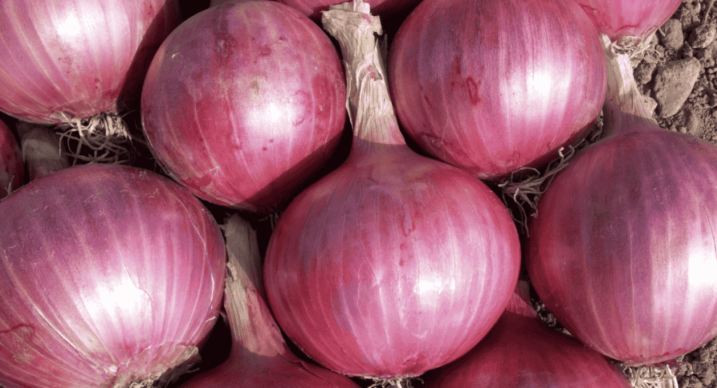 कच्चा प्याज  