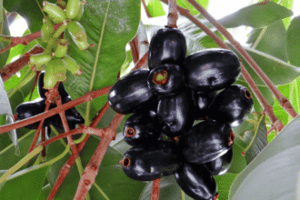 जामुन के फायदे