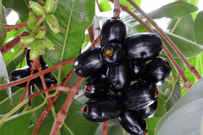 जामुन के फायदे